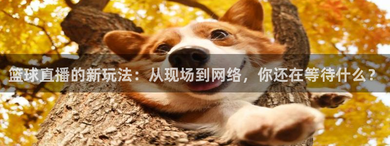 飞速体育直播nba免费观看：篮球直播的新玩法：从现场到网络，你还在等待什么？